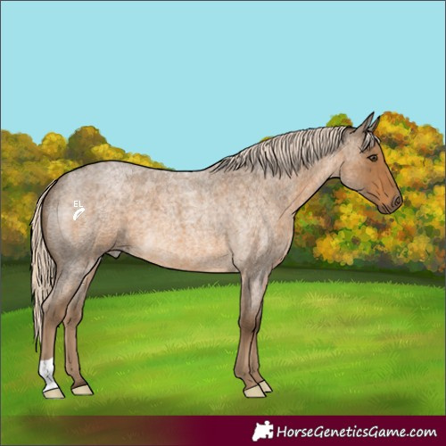 Horse Color:Chocolate Palomino Roan