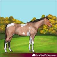 Horse Color:Bay Roan Tobiano Frame
