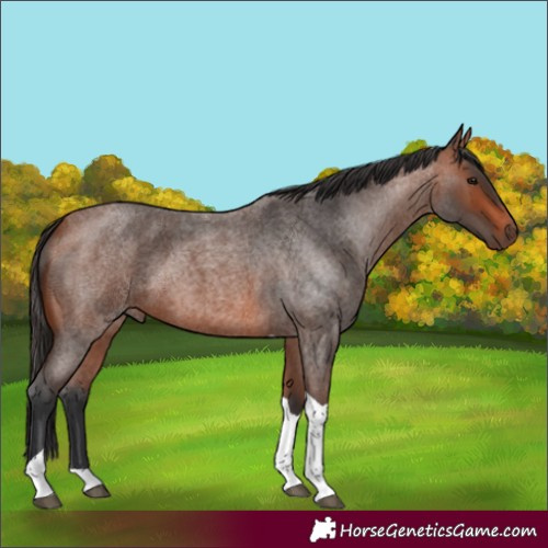 Horse Color:Bay Roan Tobiano