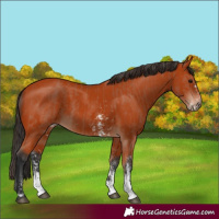 Horse Color:Bay Sabino Rabicano  and Bay Sabino Rabicano 