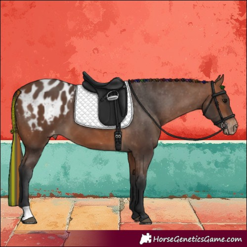 Horse Color:Painted Bay Blanket 