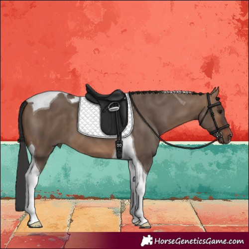 Horse Color:Bay Dun Tobiano 