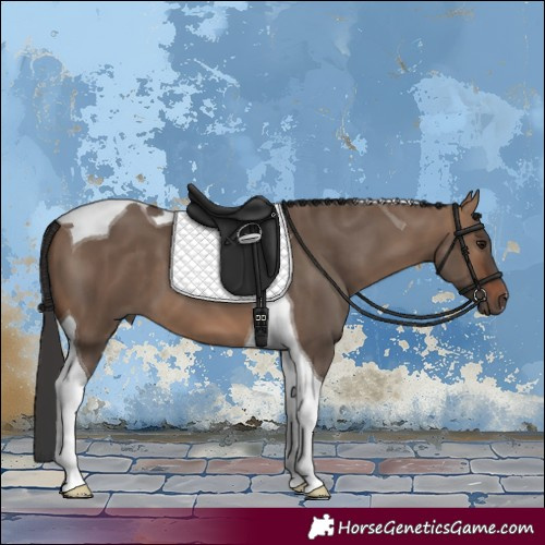 Horse Color:Bay Dun Tobiano 