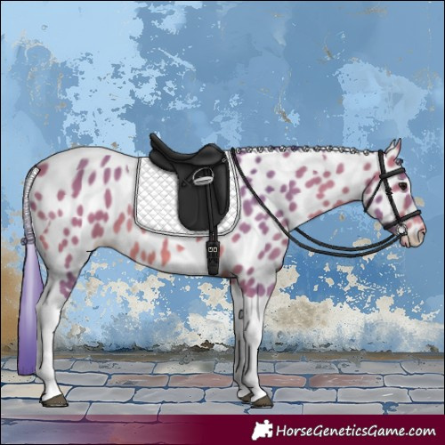 Horse Color:Watercolor Bay Tobiano Appaloosa