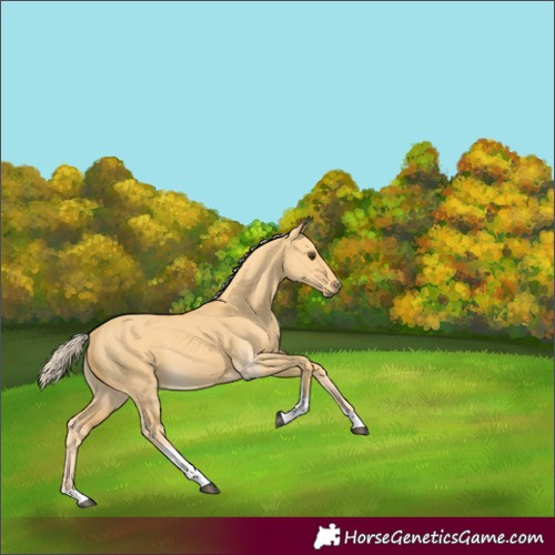 Horse Color:Palomino Dun Tobiano 