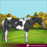 Horse Color:White Spotted Black Splash Tobiano Frame Appaloosa