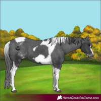 Horse Color:White Spotted Black Splash Tobiano Frame Appaloosa 