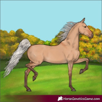 Horse Color:Silver Bay Dun