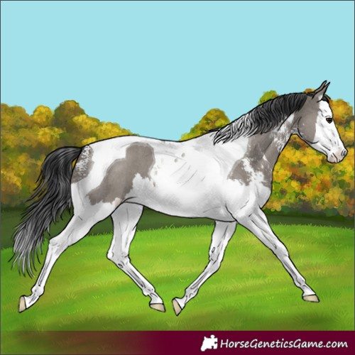 Horse Color:Grullo Sabino Splash Tobiano