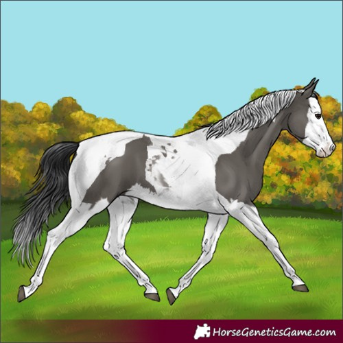 Horse Color:Grullo Splash Tobiano 