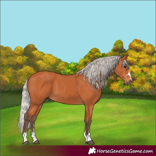Horse Color:Silver Bay 