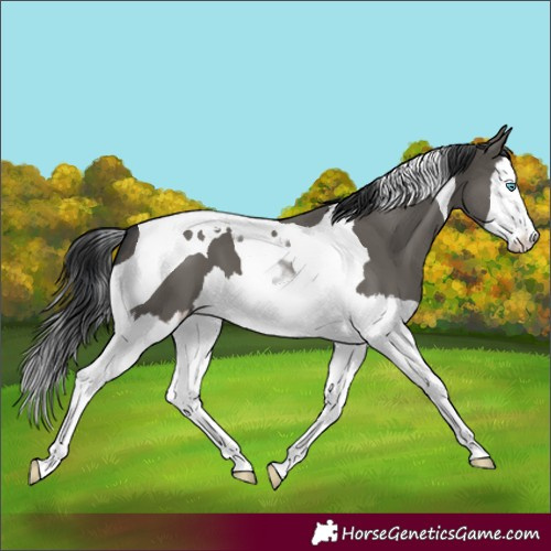 Horse Color:Grullo Splash Tobiano 