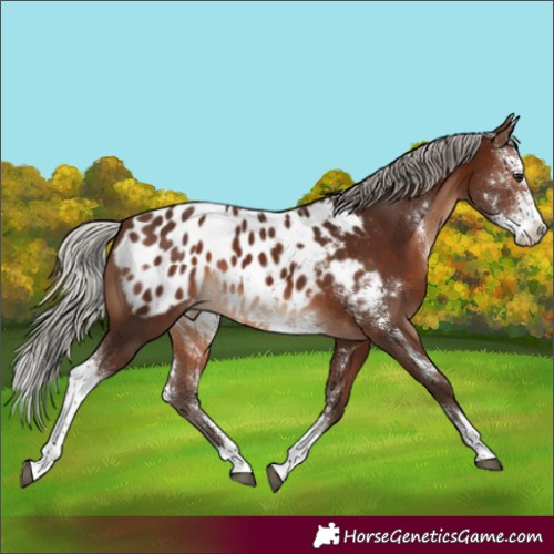 Horse Color:Silver Brown Sabino Splash Appaloosa Rabicano