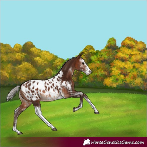 Horse Color:Silver Brown Sabino Splash Appaloosa Rabicano