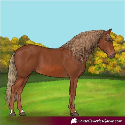 Horse Color:Chestnut 