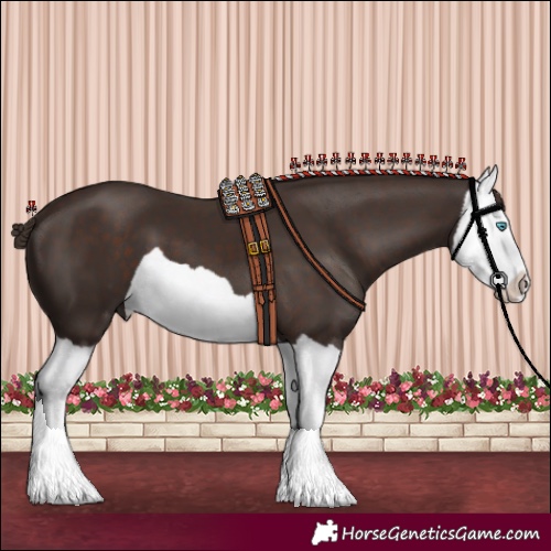 Horse Color:Liver Chestnut Splash 