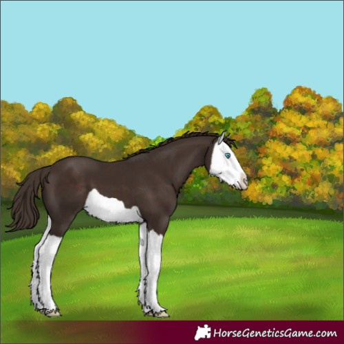 Horse Color:Liver Chestnut Splash