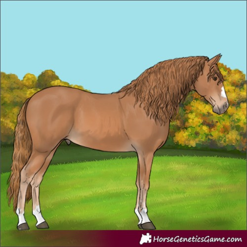 Horse Color:Chestnut 