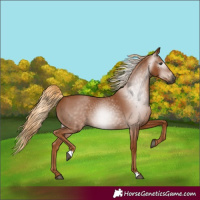 Horse Color:Gray Chestnut 