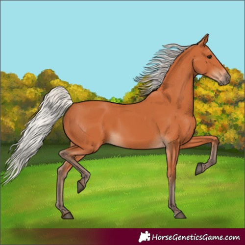 Horse Color:Silver Bay