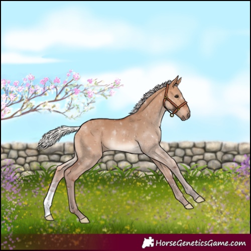 Horse Color:Silver Bay Dun