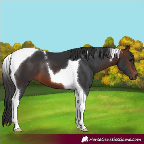 Horse Color:Brown Tobiano 