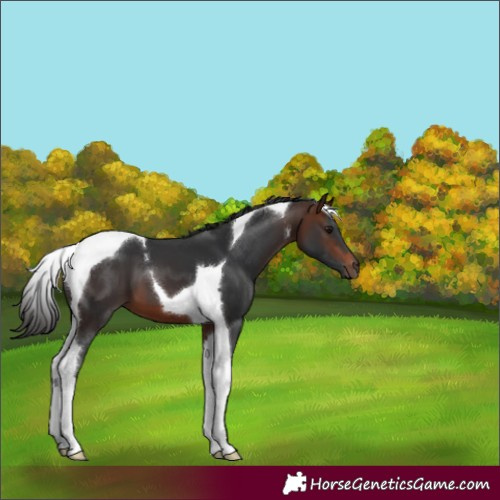 Horse Color:Brown Tobiano