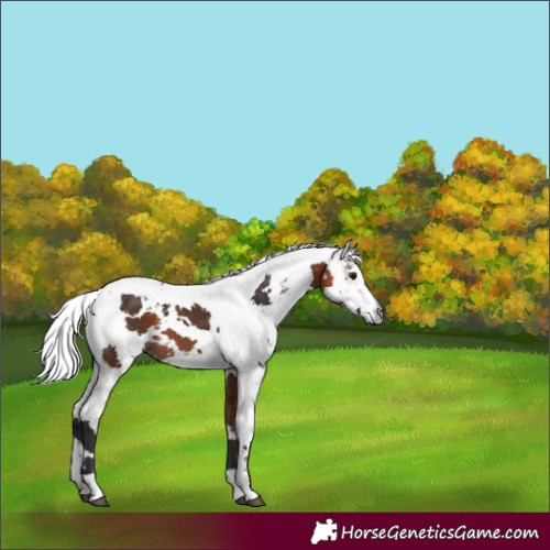 Horse Color:Brown Harlequin Merle Tobiano 