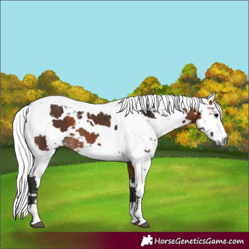 Horse Color:Brown Harlequin Merle Tobiano