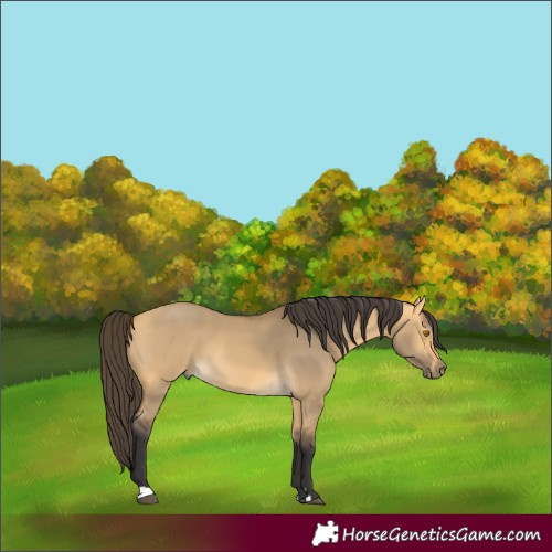 Horse Color:Buckskin Dun 