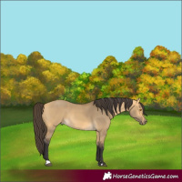 Horse Color:Buckskin Dun