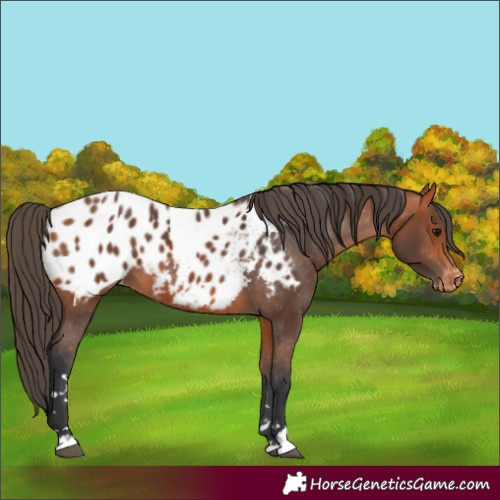 Horse Color:Bay Appaloosa