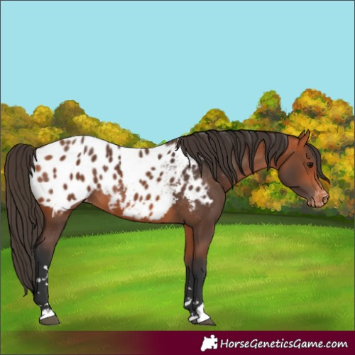 Horse Color:Bay Appaloosa 