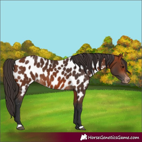 Horse Color:Bay Appaloosa