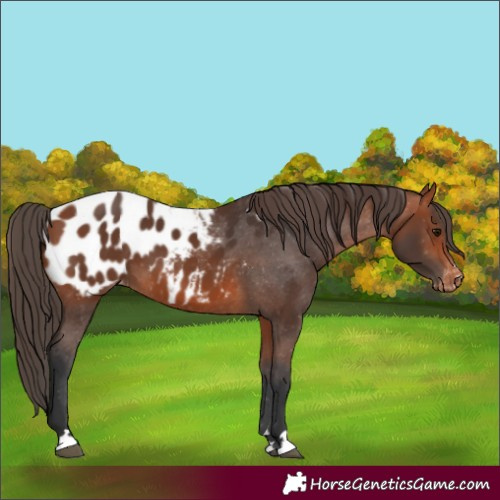 Horse Color:Bay Appaloosa