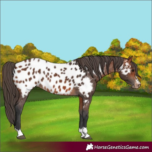 Horse Color:Bay Appaloosa 