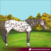 Horse Color:Bay Appaloosa