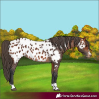 Horse Color:Bay Appaloosa 