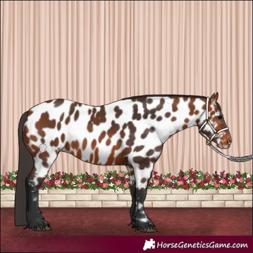 Horse Color:Bay Appaloosa 