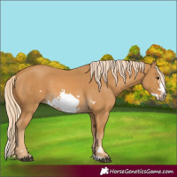 Horse Color:Palomino Splash Frame 