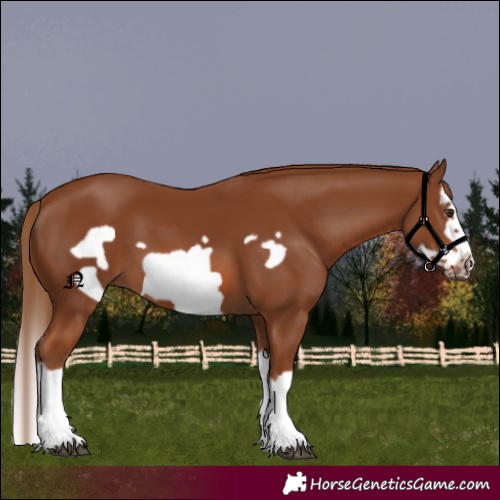Horse Color:Unknown 