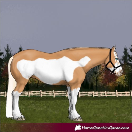 Horse Color:Chestnut Splash Frame 