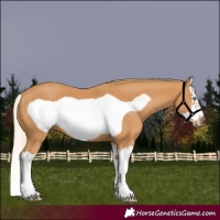 Horse Color:Chestnut Splash Frame