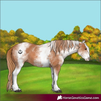 Horse Color:White Spotted Chestnut 