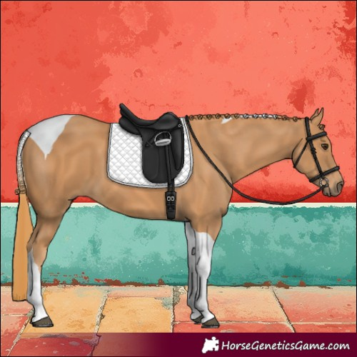 Horse Color:Chestnut Tobiano 