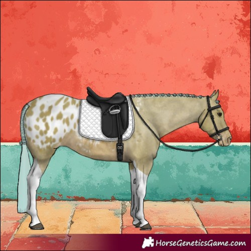 Horse Color:Watercolor Bay Tobiano Blanket Rabicano 