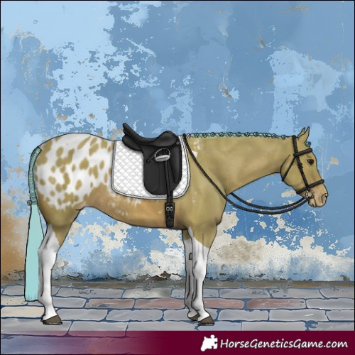 Horse Color:Watercolor Bay Tobiano Appaloosa Rabicano 