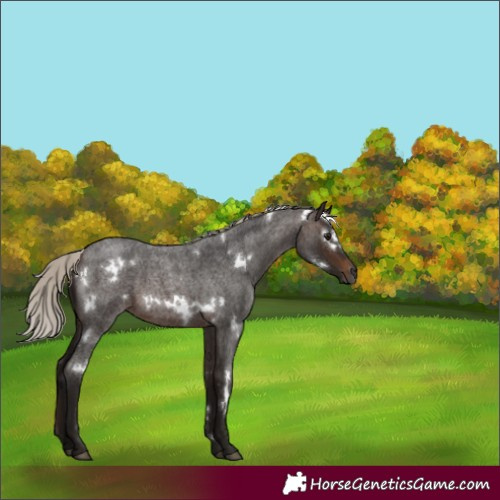 Horse Color:Gray White Spotted Silver Bay Roan 