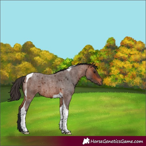 Horse Color:Bay Roan Tobiano