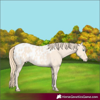 Horse Color:Perlino Appaloosa